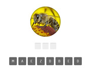 Animal Quiz